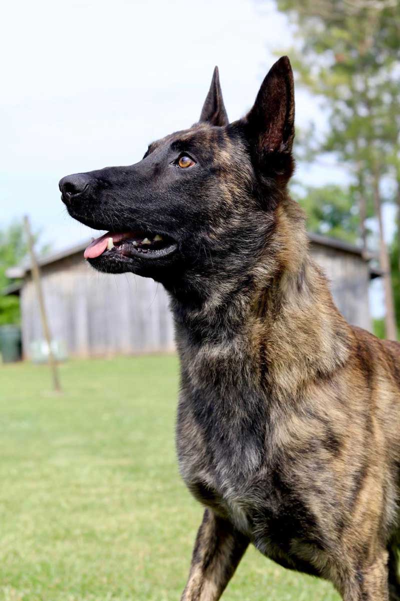 Dog Obedience Training in Huntsville Balanced K9 Academy