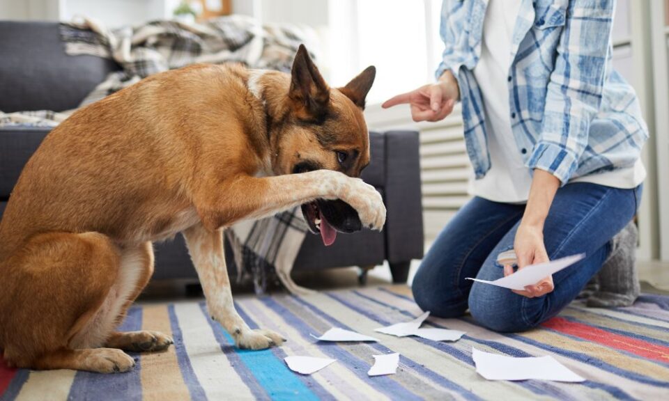 5 Common Dog Behavior Problems To Know About