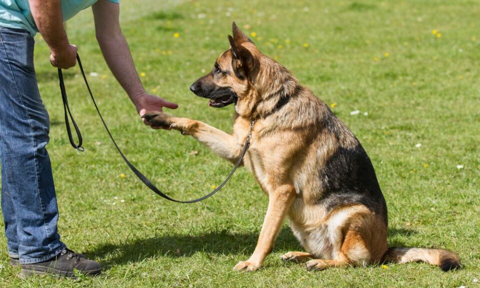 What Is NePoPo Dog Training? Key Things To Know