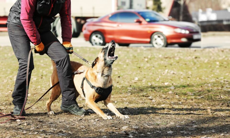 Reactive Dog vs. Aggressive Dog: What Are the Differences?