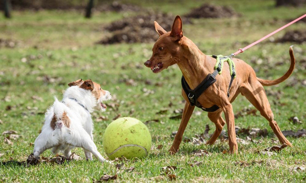 4 Common Myths Surrounding Aggressive Dogs