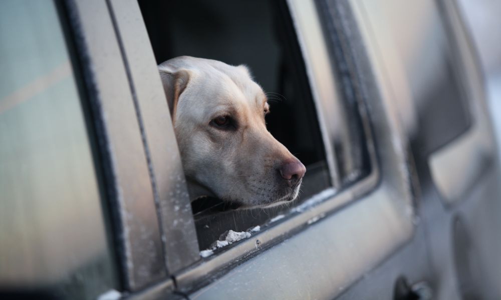 5 Tips for Traveling With Your Anxious Dog