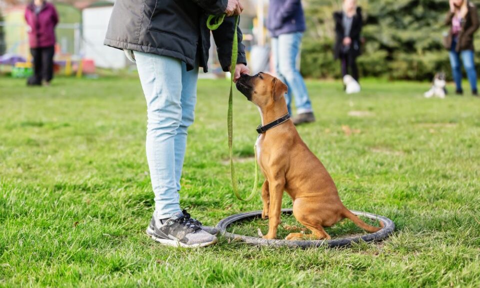 Common Leash Training Mistakes New Dog Owners Make