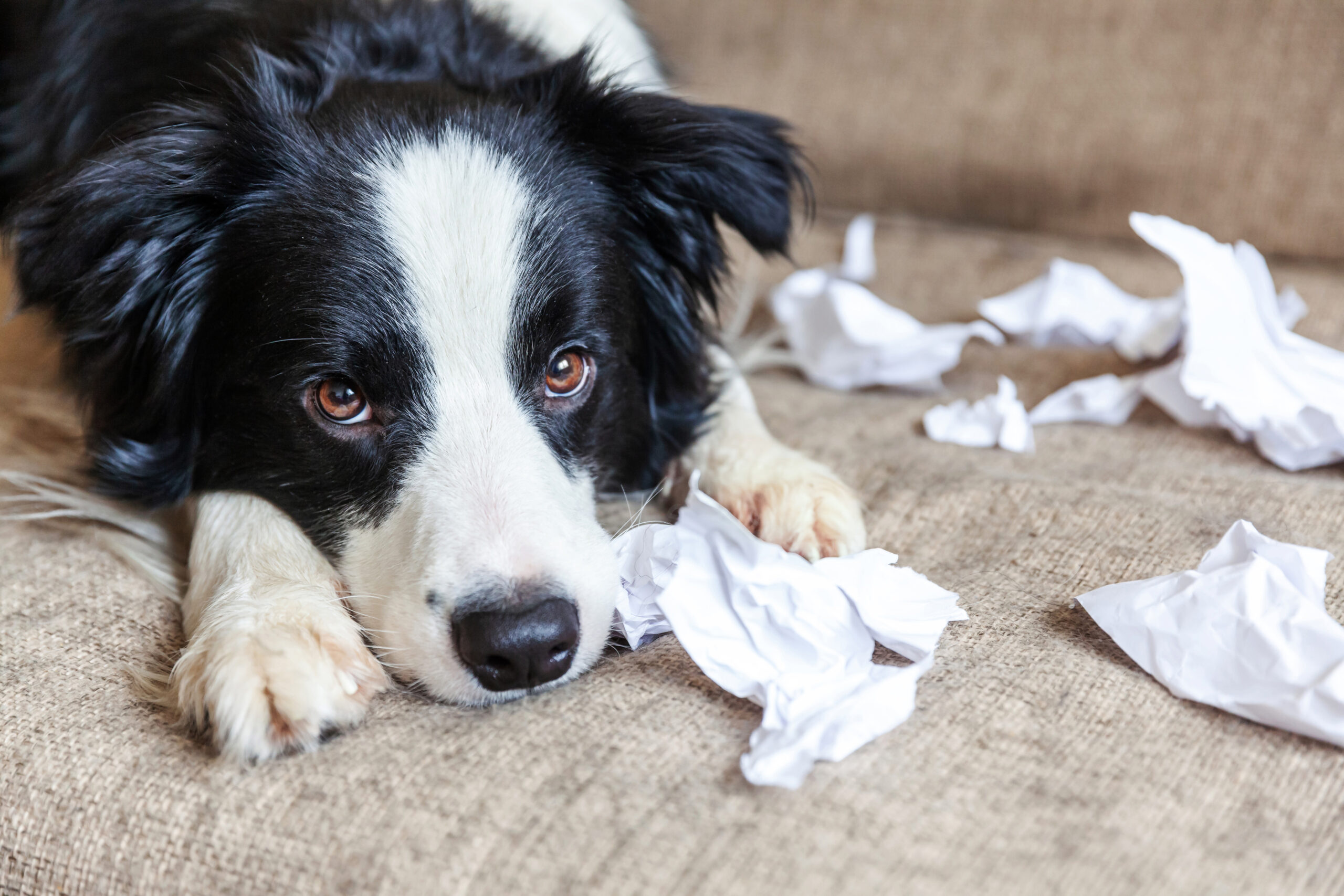 A black and white dog is lying on a couch with a guilty expression. There are pieces of toilet paper surrounding the dog.