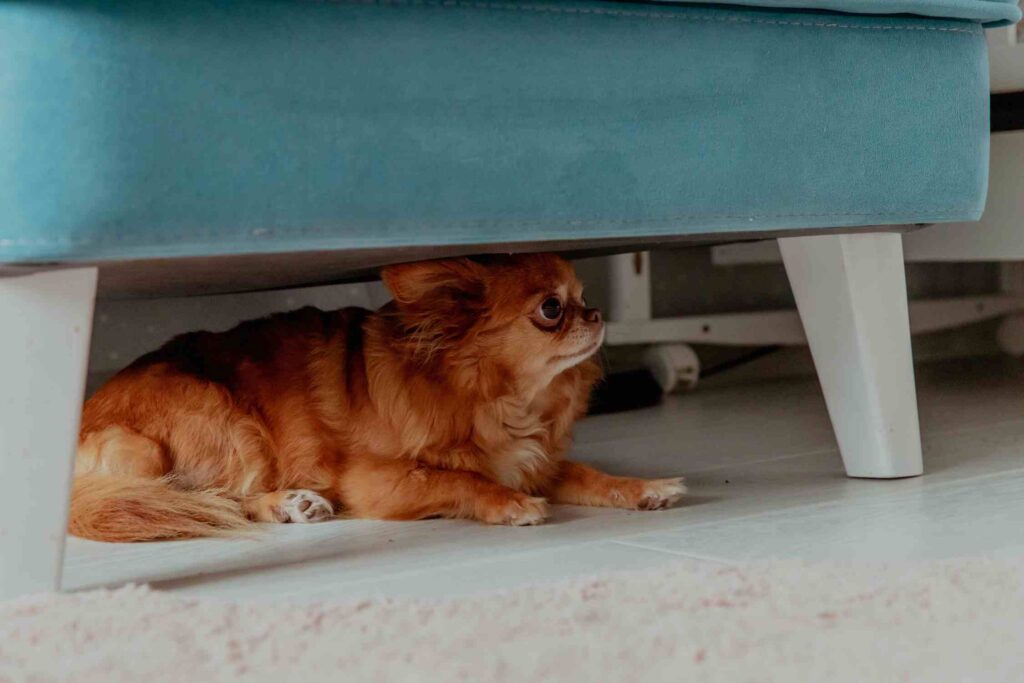 A small brown dog is lying on the floor and hiding under a velvet chair. The dog has a worried expression on its face.