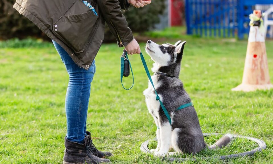 The Different Types of Dog Training Explained