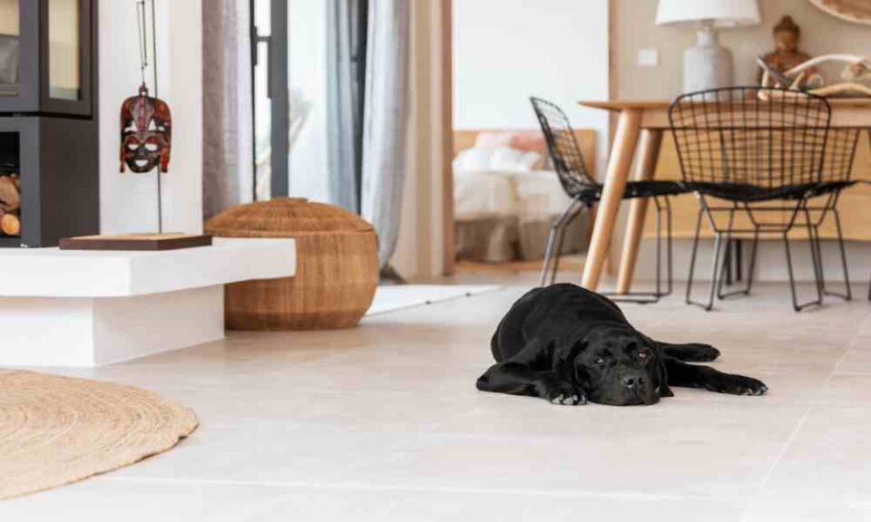 A black Labrador Retriever is resting on a modern home's tile floor. The dog's eyes are open and his head is on the floor.