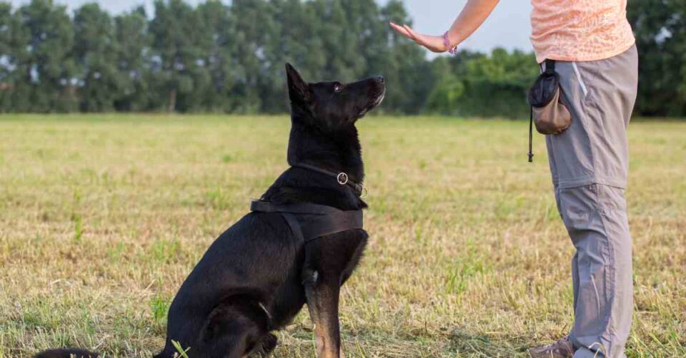 A black German Shepherd is sitting outside and looking up at a woman. She is performing a command by holding out her arm.