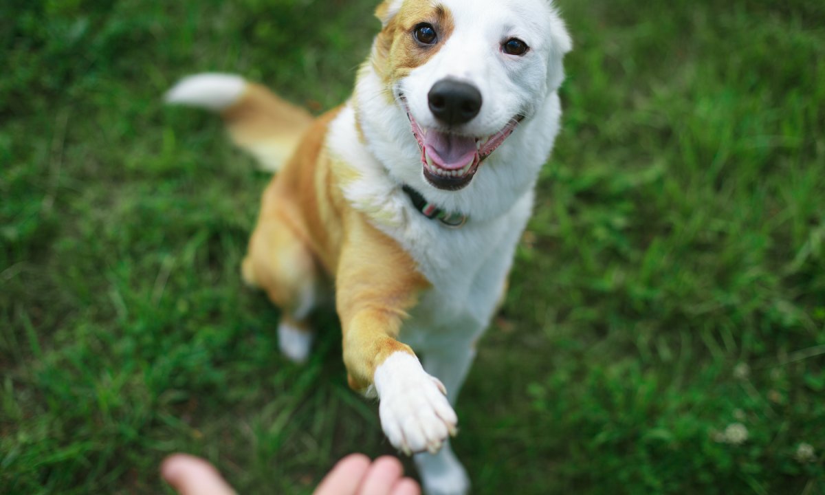 A top view of a dog with orange and white fur, smiling as they extend their paw to their owner's hand.