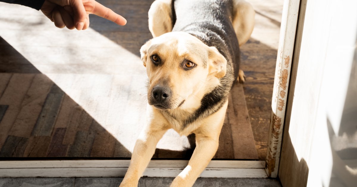 A guilty mixed-breed dog lying down in a doorway as their owner points an angry finger at them.