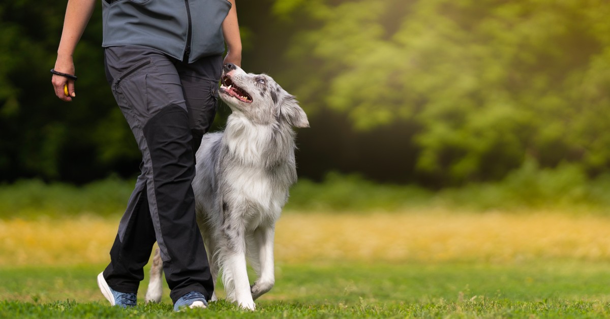 A border collie looking up at its trainer as they walk through an open field with trees in the background.