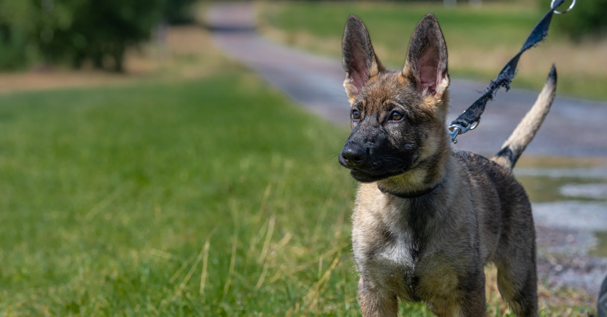A reactive German shepherd puppy standing tall with a stiff tail. It's on a leash on a walk through a park.