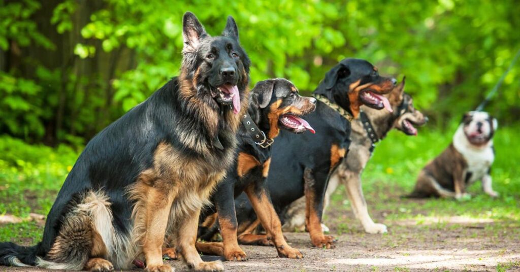 During obedience training, a group of five large-breed dogs sit in a line on a patch of dirt next to some trees.