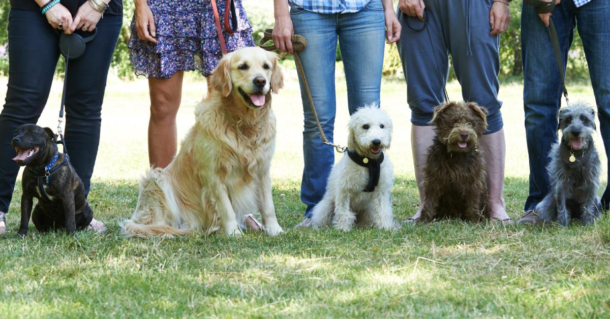 Five owners stand in a line with their leashed dogs, each a different breed, in an open, sunny field.