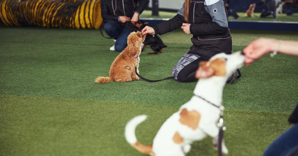 Three dog owners kneel on artificial turf to feed their small dogs treats in a group obedience training class.
