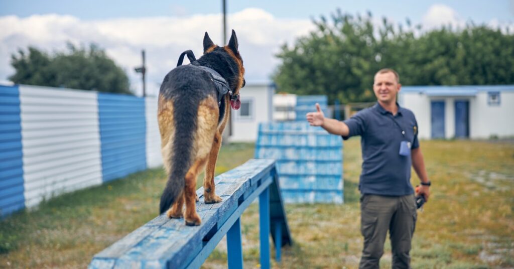 A police dog in training stands on an elevated blue wooden beam as it looks to its gesturing handler.