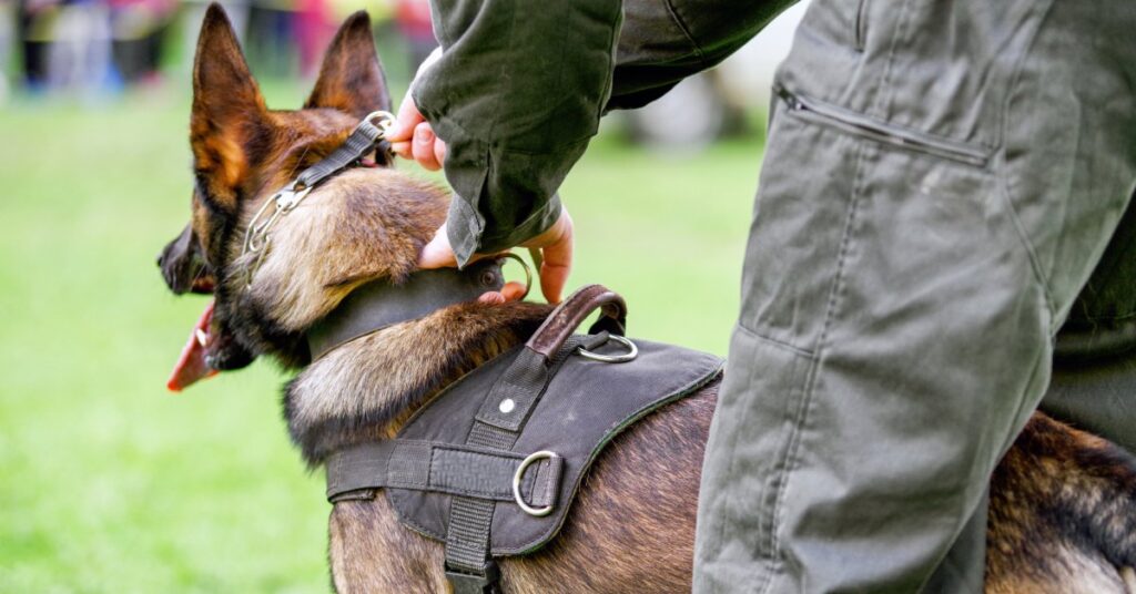 A police dog standing between the legs of its handler, who is holding the dog by its collar and harness.