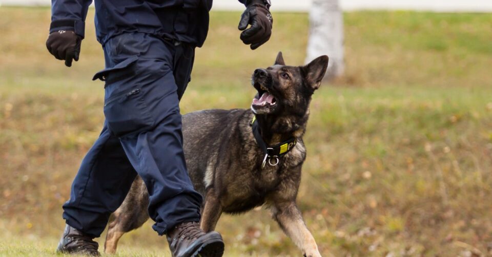 A police dog in training walking beside its handler, who is wearing a full-body bite-resistant suit.