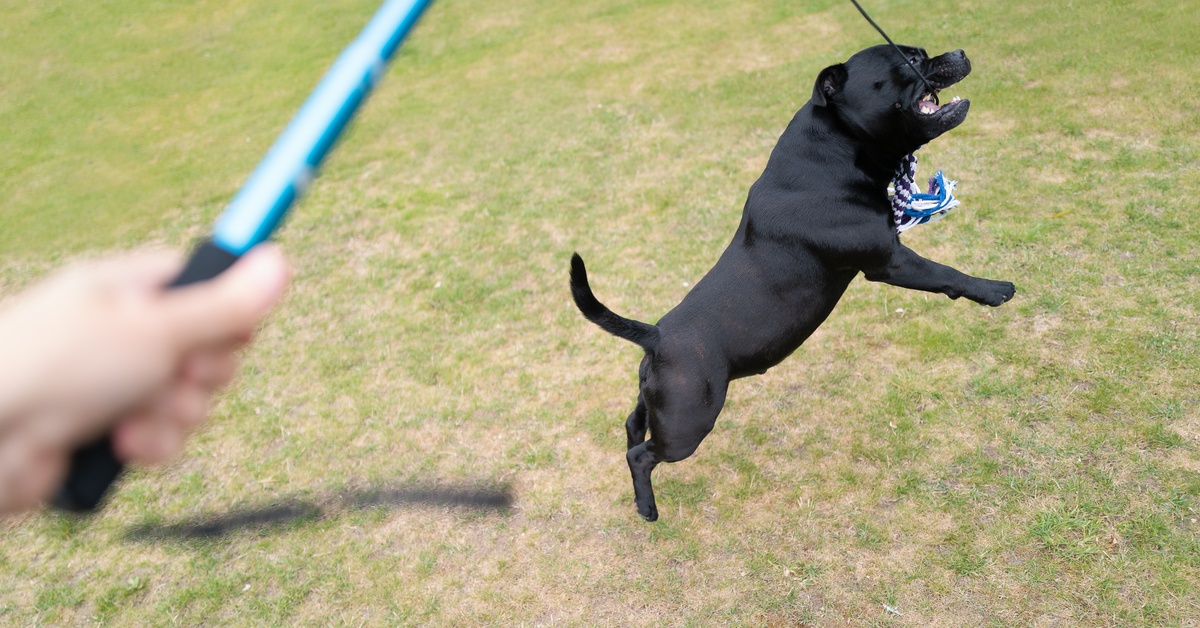 A Staffordshire bull terrier jumping up off a grassy lawn to catch the lure at the end of a blue flirt pole.