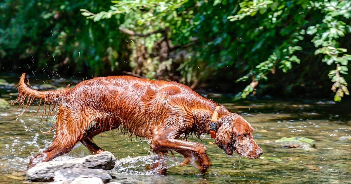 A wet Irish setter wading through a river on a sunny day, its nose sniffing close to the water's surface.