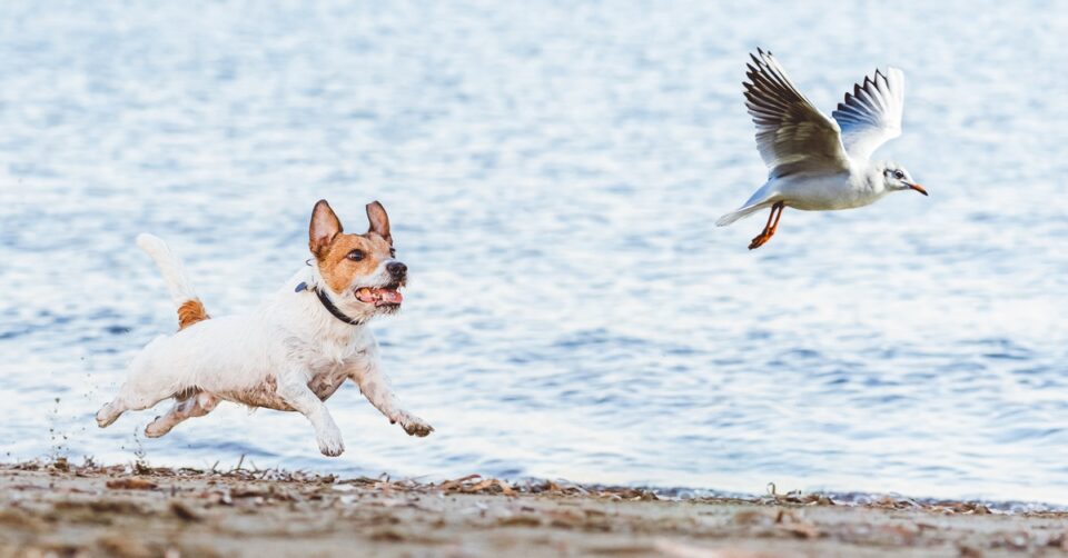 A Jack Russell terrier leaping into the air in pursuit of a gull along a sandy, leaf-littered shoreline.
