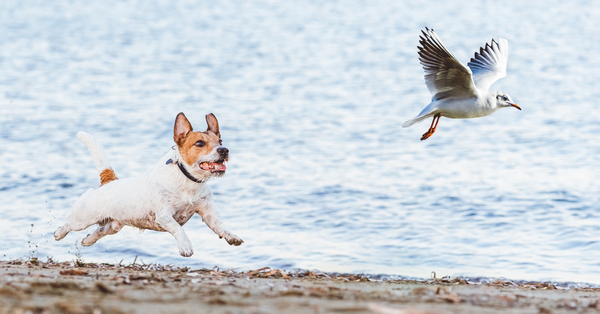 A Jack Russell terrier leaping into the air in pursuit of a gull along a sandy, leaf-littered shoreline.
