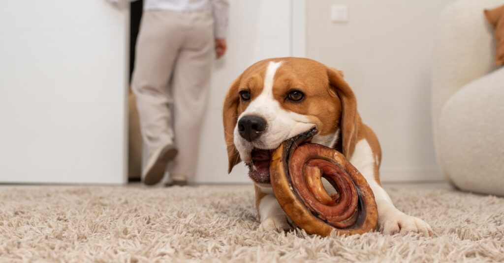 A beagle lying on a shag carpet and chewing on a large spiral treat while its owner leaves through a door in the background.
