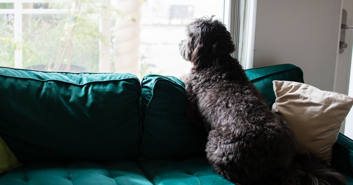 A black dog with thick curly hair looking out a window while propped up on a green couch's backrest.