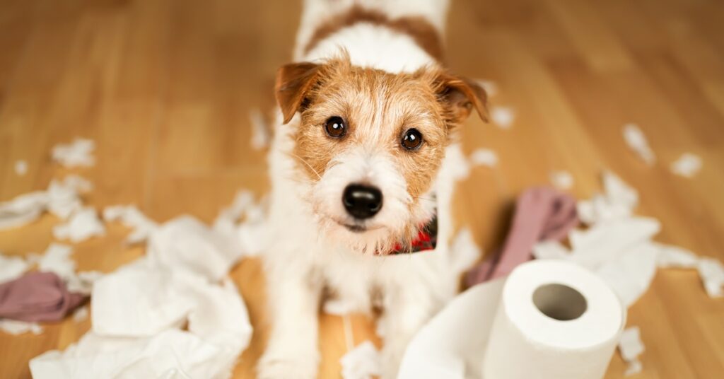 A Jack Russell terrier standing in the midst of a shredded toilet paper roll on a hardwood floor.