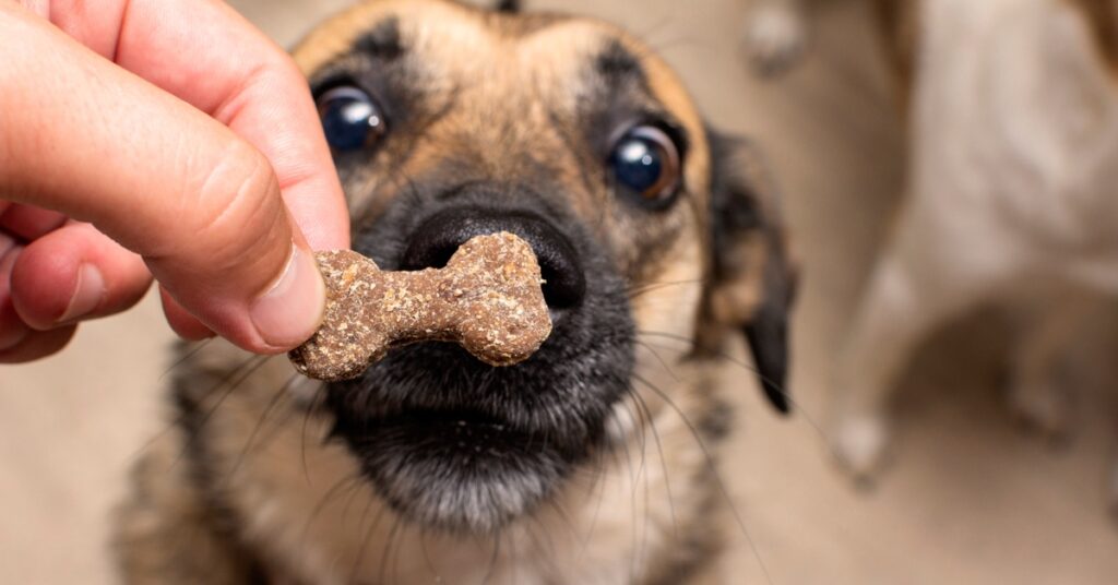 A dog eagerly locking its focus on a small bone-shaped treat that its owner is holding in front of its nose.