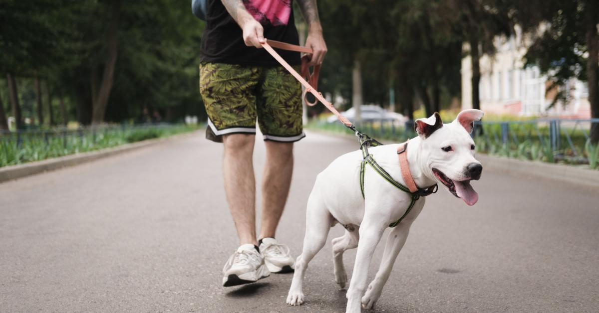 A white Staffordshire terrier pulling on its leash and harness as it walks along a city park path with its owner.