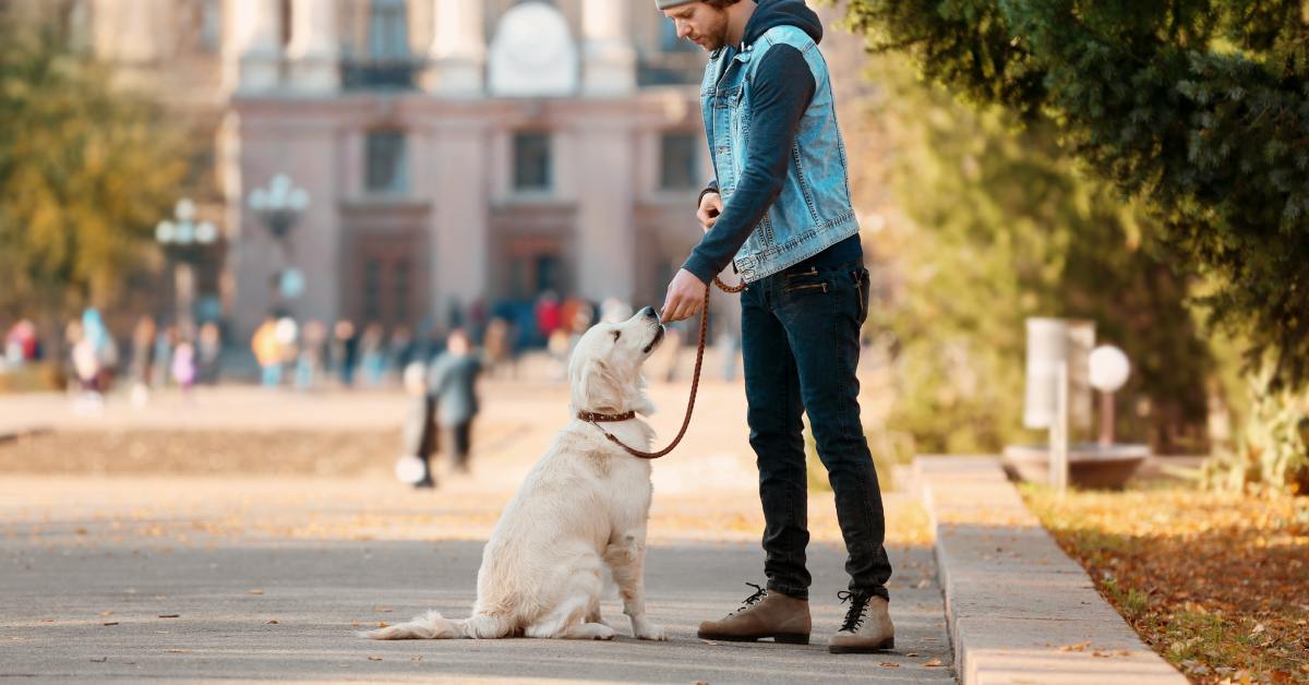 A man feeding a treat to his leashed golden retriever, who sits facing him on the side of a busy city park path.