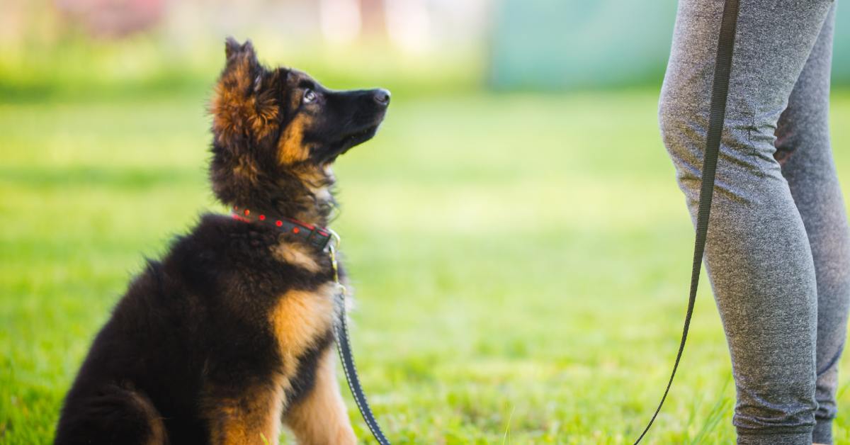 A leashed German shepherd puppy sitting in grass, facing its trainer, and looking up at them.