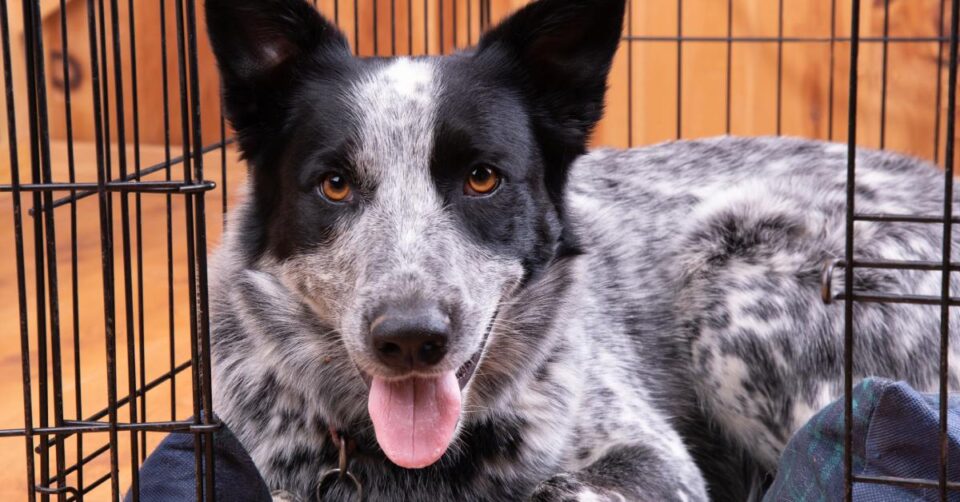 A black-and-white speckled dog lies in a wire crate on a plaid bed, panting happily and staring straight ahead