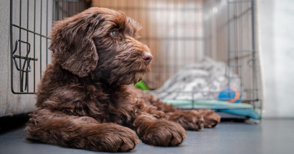 A fluffy brown puppy lies on the floor in front of an open wire crate with bedding and a ball, gazing to the side.