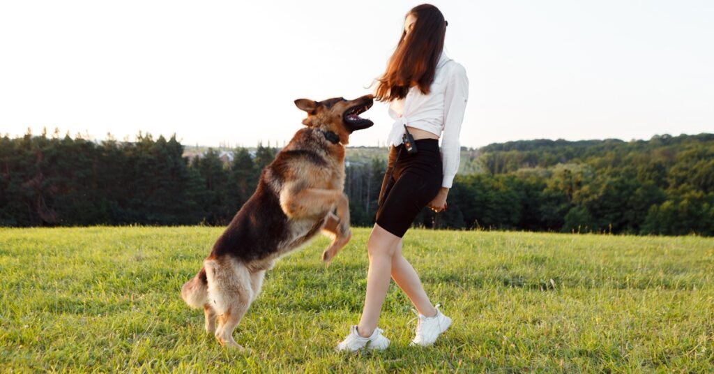 A German shepherd jumps up toward a woman in a grassy field. The woman steps back, her arms stiff by her sides.