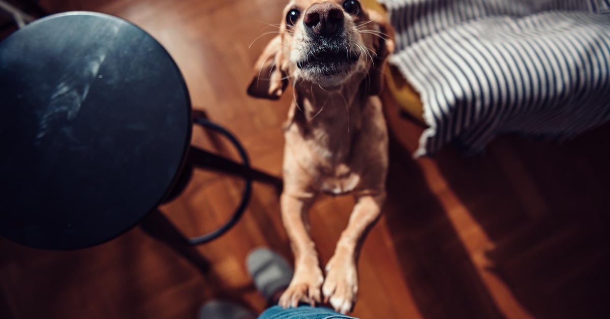 A small tan dog stands with its paws on a person's leg, looking up from a wood floor beside a stool and chair.