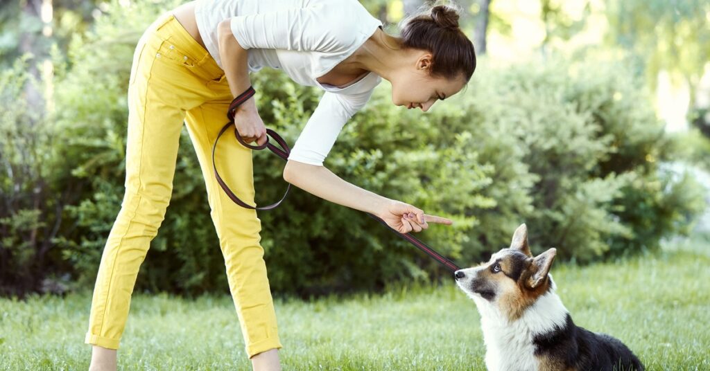 In a park, a woman bends over and points an angry finger at her leashed corgi, who looks up pitifully at her.