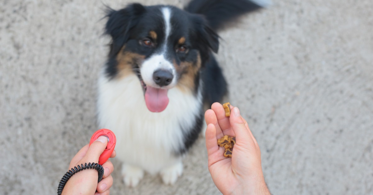 An Australian shepherd sits with its tongue out and looks up at two hands, one holding a red clicker and the other small treats.