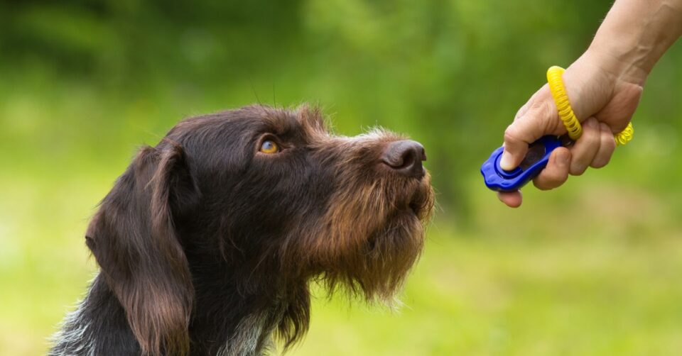 A wirehaired brown dog looks up at a hand holding a blue training clicker, with soft greenery in the background.
