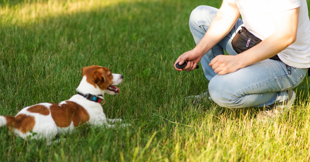 A person kneels on green grass and holds a clicker while a small brown-and-white terrier lies down facing them.