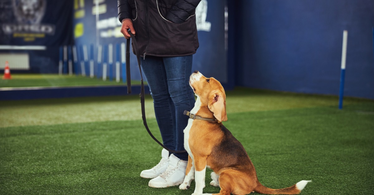A beagle sitting attentively on a leash beside a trainer in an indoor training facility with agility equipment.