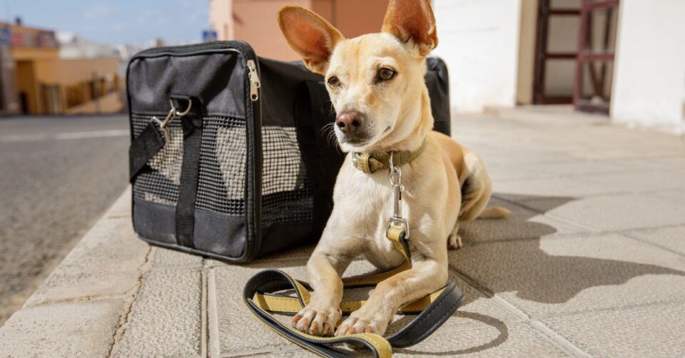 A small tan dog looking alert and lying on a city sidewalk beside a pet carrier and leash in the sun.