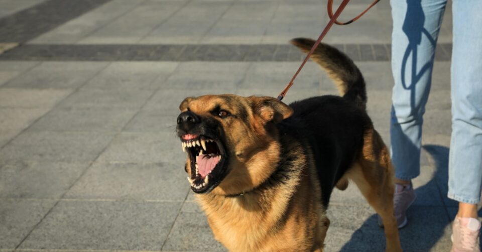 German Shepherd snarls with teeth exposed while pulling on a leash held by a person standing on a paved walkway.
