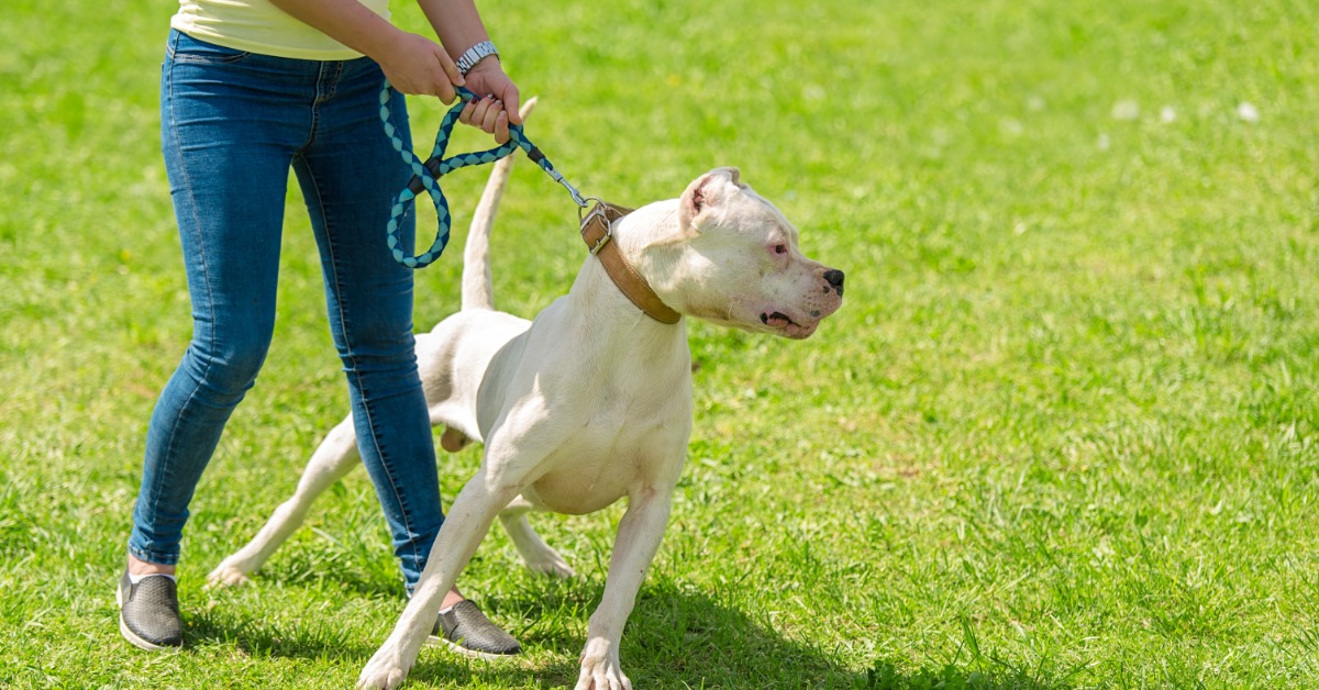 White muscular dog pulls forward on a leash as a person holds it back while standing in a grassy field.