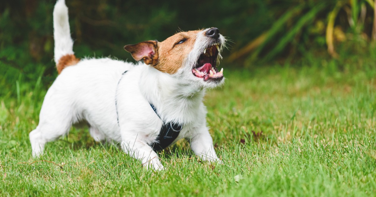 Small white and brown dog barks with its mouth open while standing alert in a black harness on a grassy lawn.