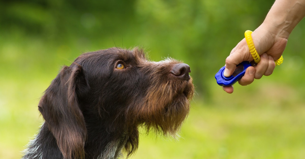A wirehaired dog focused on a handler holding a training clicker during an outdoor obedience session in a grassy area.