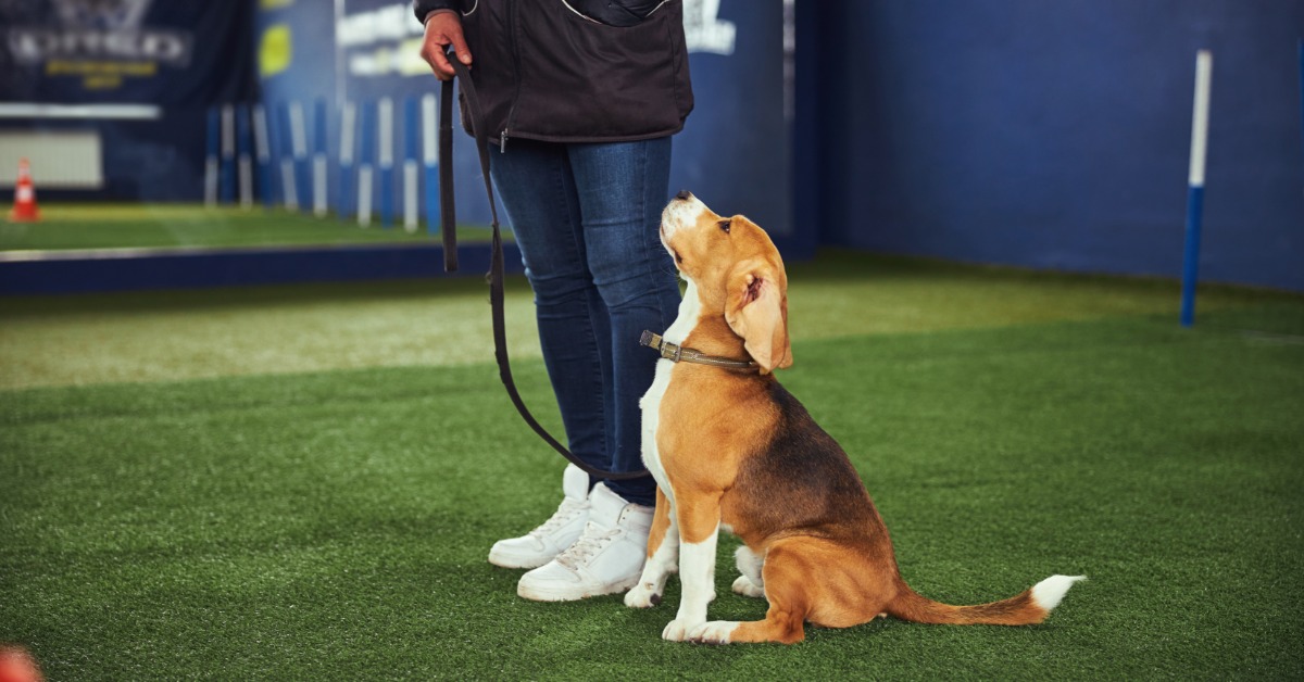 A beagle sitting beside a handler during an indoor obedience training, looking up attentively on leash.