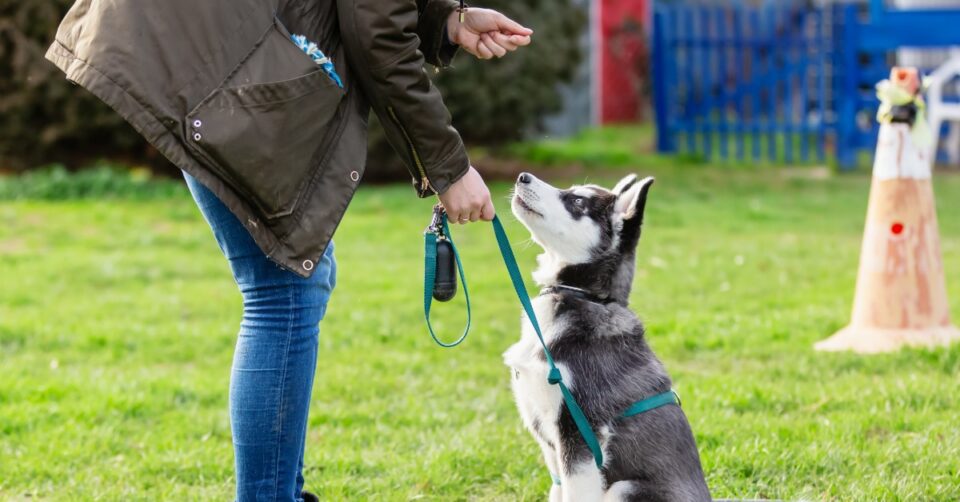 A trainer rewarding a sitting Siberian husky on leash during an outdoor obedience training session on a grassy field.